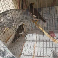 مینا|پرنده|رشت, قاسمیه|دیوار