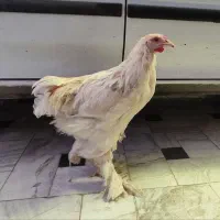 خروس برهما غول پیکر|حیوانات مزرعه|قم, نیروگاه|دیوار