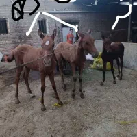 3 عدد کره اسب  نر و ماده فروشی
