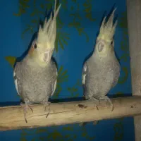 عروس هلندی جفت