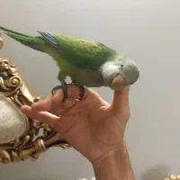 دو جفت گرینچیک مولد راهب تازه دونخور و جفت راهب