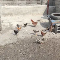 مرغ جوجه