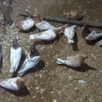 کبوتر|پرنده|سمیرم, |دیوار