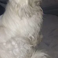 سگ پا کوتاه