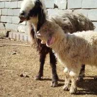 میش با بره نر|حیوانات مزرعه|مرودشت, رامجرد یک|دیوار