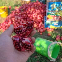فروش انار
