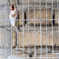 سهره پا ب مست ب ایراد