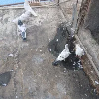 ۱۲عددحیوون یکیش خارجی