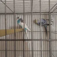 جوجه مرغ عشق آلبینو چشم شرابی|پرنده|اصفهان, شمس آباد|دیوار