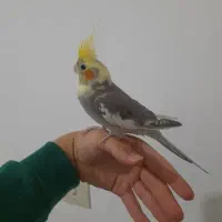 عروس جوانه دستی|پرنده|آزادشهر, |دیوار