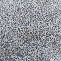 لوبیا چیتی کاشت امسال تازه