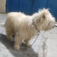 واگذاری سگ آپارتمانی(اشپیتزـتریر۳س،۲س