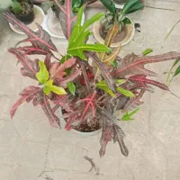 همه جور گل و گیاه مقاوم|گل و گیاه طبیعی|شیراز, شهرک مطهری|دیوار