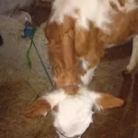 سیمینتال هولشتاین ماده