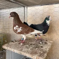 نر و ماده ابلق