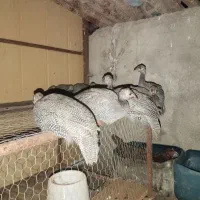 مرغ شاخدار9عدد