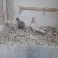 نرو ماده سینه|پرنده|شیراز, شهرک مفتح|دیوار