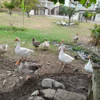 غاز دورگه