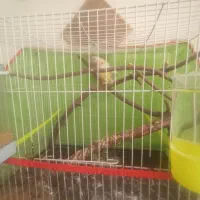 طوطی کتوله|پرنده|تربتحیدریه, باغ سلطانی|دیوار