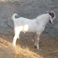 چبش پاکستانی اصل