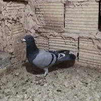 کفتر|پرنده|بیرجند, |دیوار