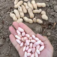 بادام غلافدار گلی آفتاب خشک|عمده‌فروشی|اسلام آباد, |دیوار