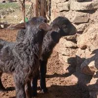 باعرض  سلام دوعدد بره ماده افشاری سالم وسرحال...|حیوانات مزرعه|هرسین, |دیوار