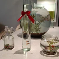 ماهی تزیینی|ماهی|اصفهان, کوی امیریه|دیوار