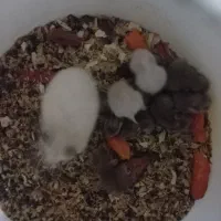 خوکچه هندی و همستر|موش و خرگوش|یزد, |دیوار