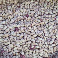 لوبیا تخم ثمین آرژانتینی