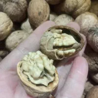 گردو سفید اعلا