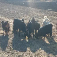 بزغاله بز میش|حیوانات مزرعه|کرمانشاه, |دیوار