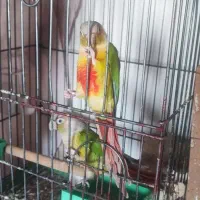 گرینچیک مولد فروشی