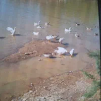 تخم اردک وقوغاز ایرانی و خارجی|حیوانات مزرعه|علی‌آباد کتول, |دیوار