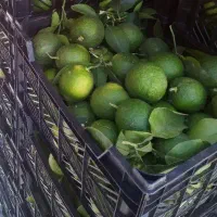 نارنج بهشهر|حراج|بهشهر, |دیوار