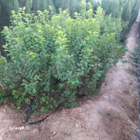 نهال گوجه باغی درخت گرجه باغی آلوچه پیوندی