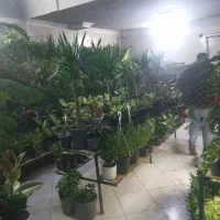 کود گاوی و گوسفندی|خدمات باغبانی و درختکاری|بومهن, |دیوار