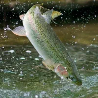 فروش عمده ی ماهی قزل آلا زیر قیمت بازار بعثت