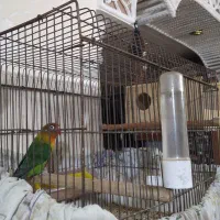 طوظی برزیلی