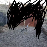 خروس لاری