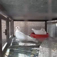 کبوترراعبی سفیدبدون غلطی