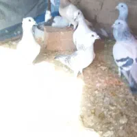 کبوتر معاوضعه