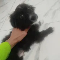 سگ پامر اشپیتز (شادو)|سگ|رشت, استقامت ۲|دیوار