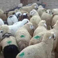 تعدادی بره نر ماده ندارن