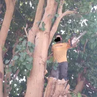 خدمات برش و هرس چوب درخت