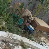 واگذاری حیوان خانگی