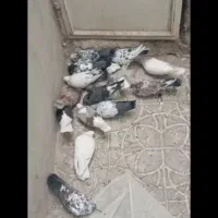 کفتر|پرنده|صباشهر, |دیوار