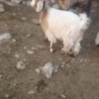 بز..بزغاله..میش
