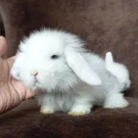 خرگوش های مینی لوپ مستر لوپی|موش و خرگوش|کرج, کرج نو|دیوار