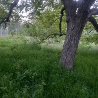 فروش-باغچه